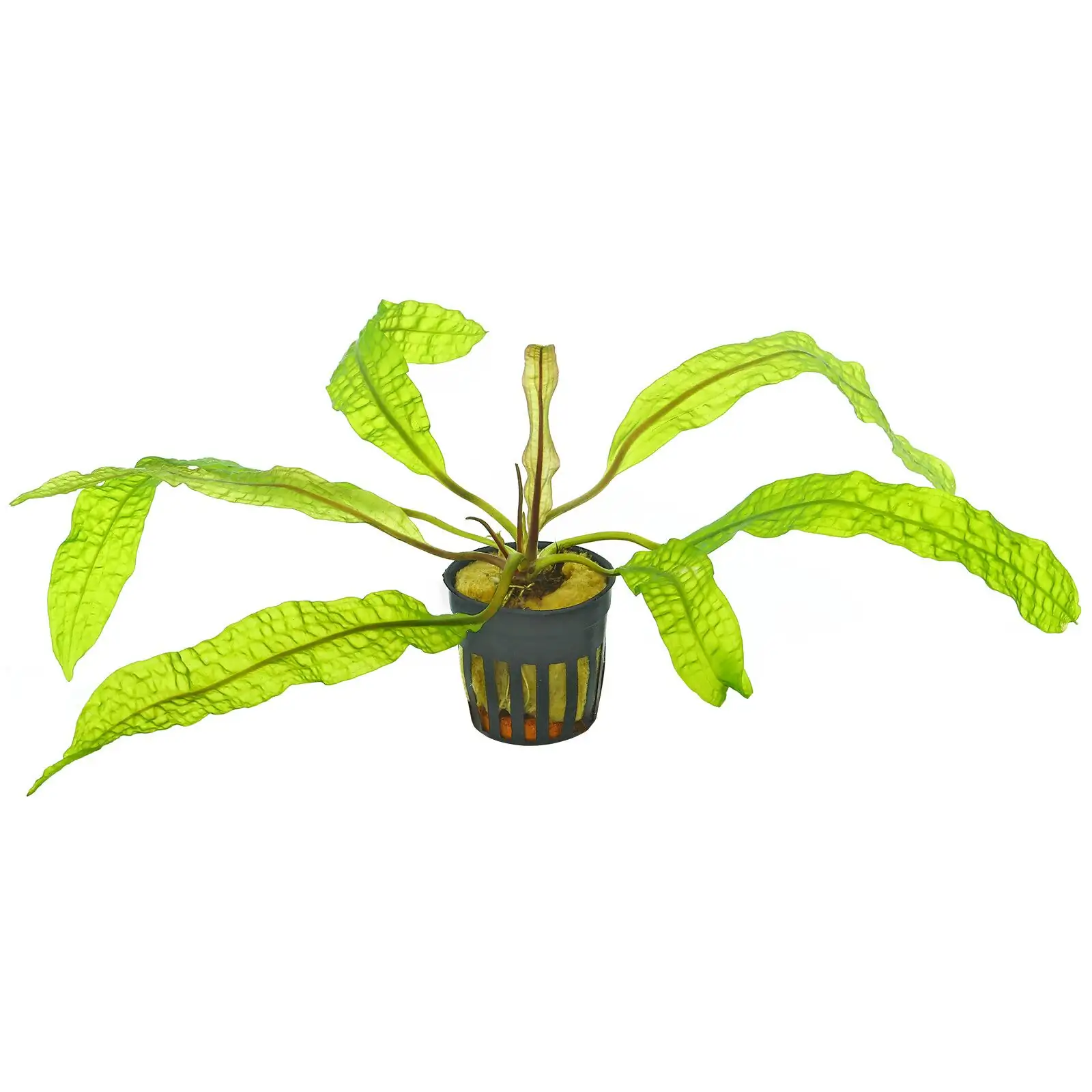 Aponogeton boivinianus